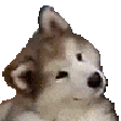 :confuseddog: